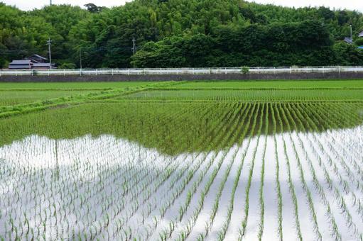 田植えの風景 田植えの風景の写真