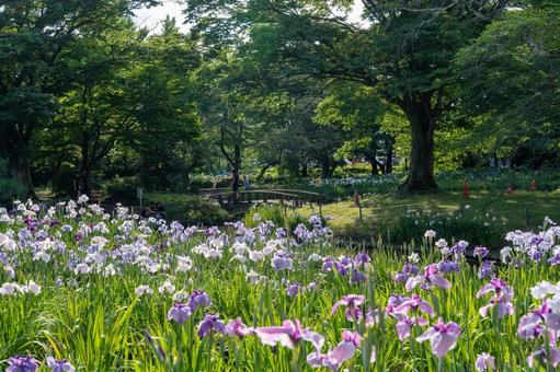 アヤメ 菖蒲,アヤメ,花の写真素材