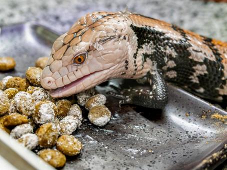餌を食べるアオジタトカゲ 餌を食べるアオジタトカゲの写真