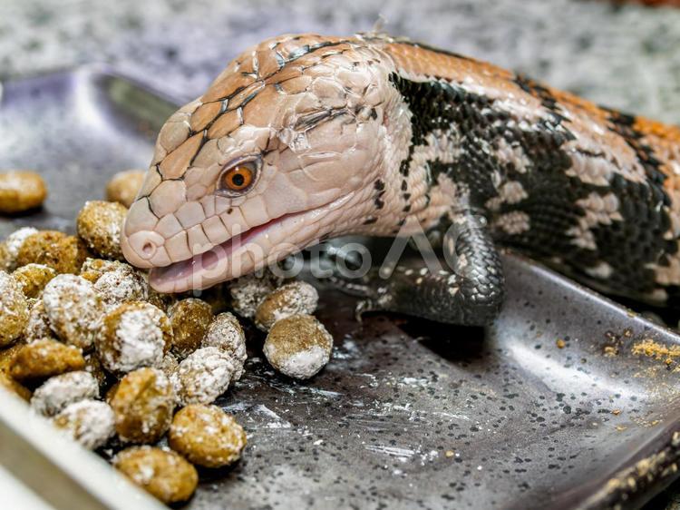 餌を食べるアオジタトカゲ アオジタトカゲ,アンボンアオジタトカゲ,トカゲの写真素材