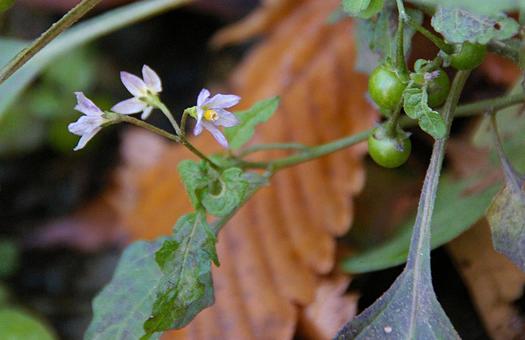 アメリカイヌホオズキ アメリカイヌホオズキ,亜米利加犬酸漿,solanumの写真素材