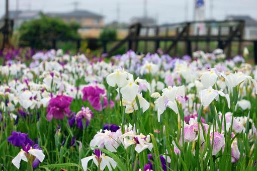 Iris Flowers 25-25, JPG