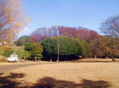 冬の公園の樹木３の写真