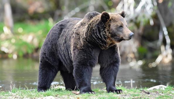 自然に溶け込むヒグマ 自然に溶け込むヒグマの写真