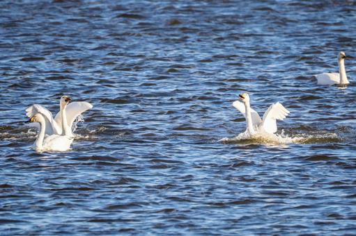 オオハクチョウ(35) 鳥,オオハクチョウ,ハクチョウの写真素材