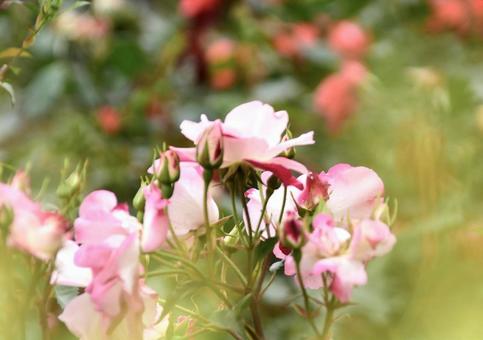 Photo, rose, shimada city rose hill park, may, 