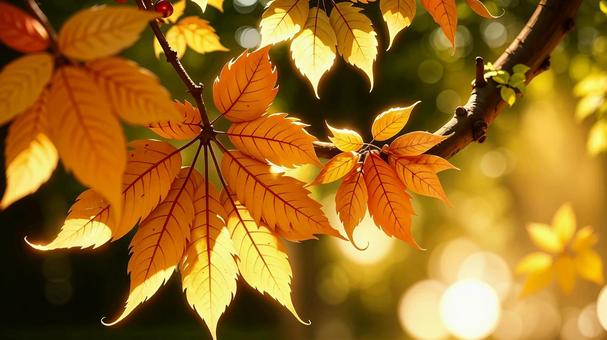 秋の紅葉の写真