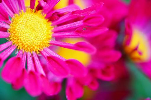 菊 野菊,花,ピンクの写真素材