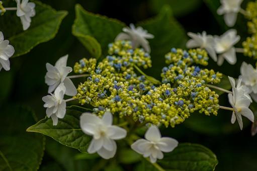 Photo, kaisei hydrangea village, park, hydrangea, 