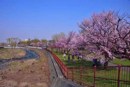 発寒河畔公園の桜 1 発寒河畔公園の桜 1の写真