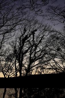 冬の夕暮れの空と枯れ木のシルエット 風景,自然,冬の写真素材