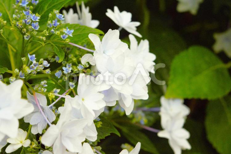 白いヤエガクアジサイの花　1 紫陽花,八重額紫陽花,八重咲種の写真素材