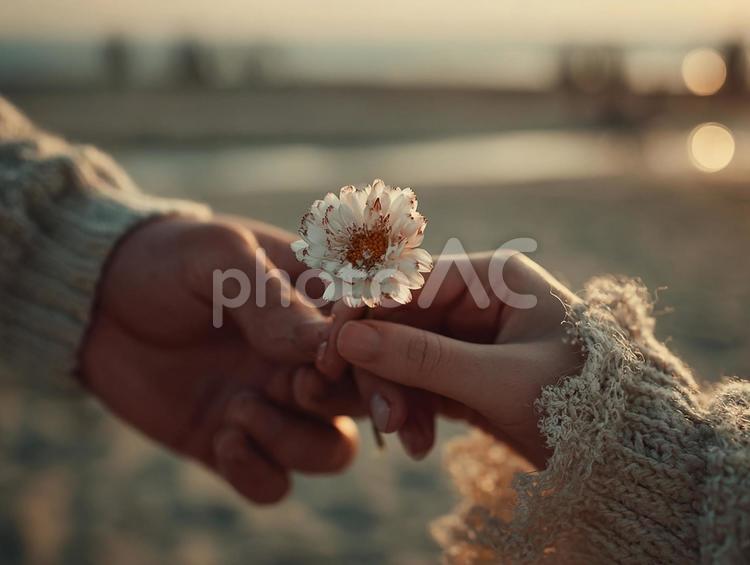 夕焼けを背景にした手のクローズアップ 手,花束,デイジーの写真素材