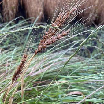 Photo, wheat, life, brown, 