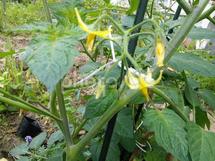 家庭菜園のミニトマトの花 家庭菜園,ミニトマト,黄色いミニトマトの写真素材