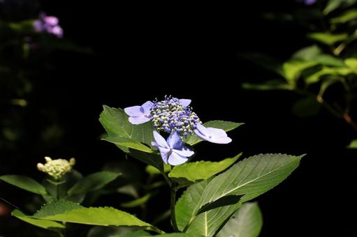 Photo, hydrangea, june, rainy season, 