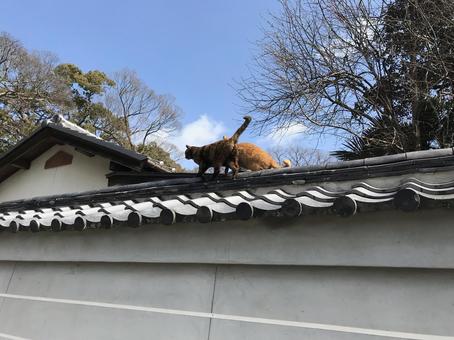 野良猫 野良猫 猫,野良猫,塀の写真素材