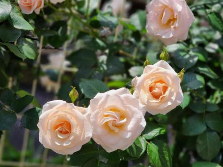 優しい色のバラ 薔薇,ばら,花壇の写真素材