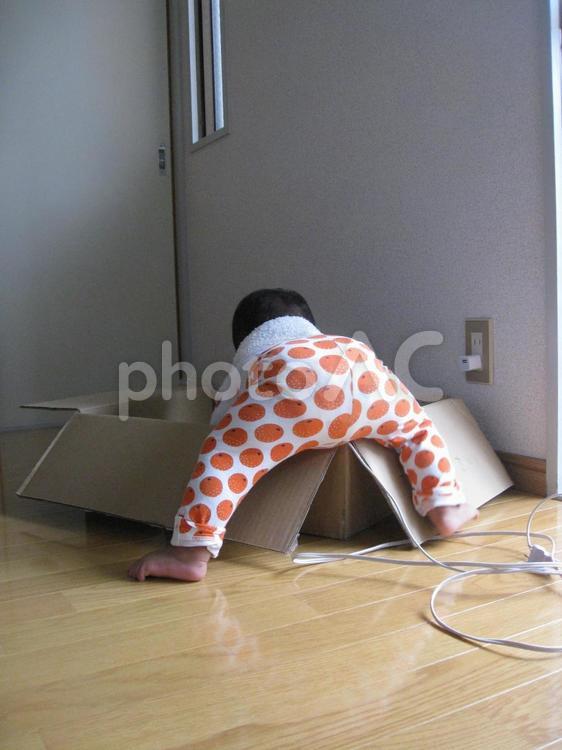 何かを探す赤ちゃん 赤ちゃん,探し物,段ボールの写真素材