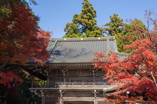 高尾山薬王院の山門と紅葉 高尾山,薬王院,山門の写真素材