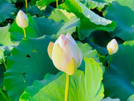綺麗な蓮の花 綺麗な蓮の花の写真