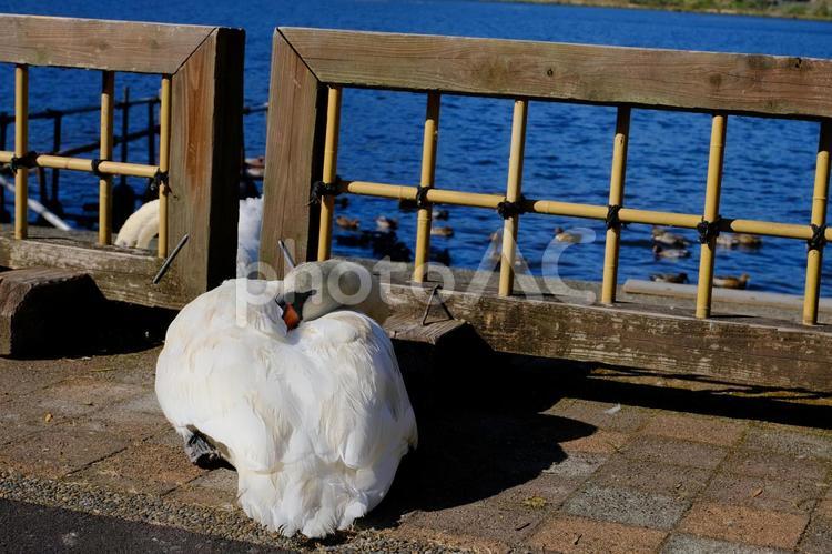 眠い・・・、とてつもなく眠い・・・ 白鳥,渡り鳥,寝るの写真素材