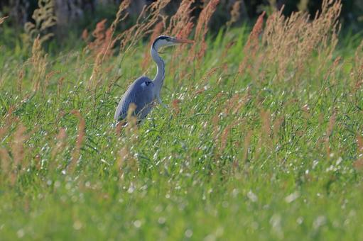 アオサギ アオサギ アオサギ,野鳥,鳥の写真素材