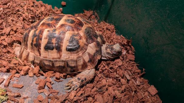 眠っているギリシャリクガメ 眠っているギリシャリクガメの写真