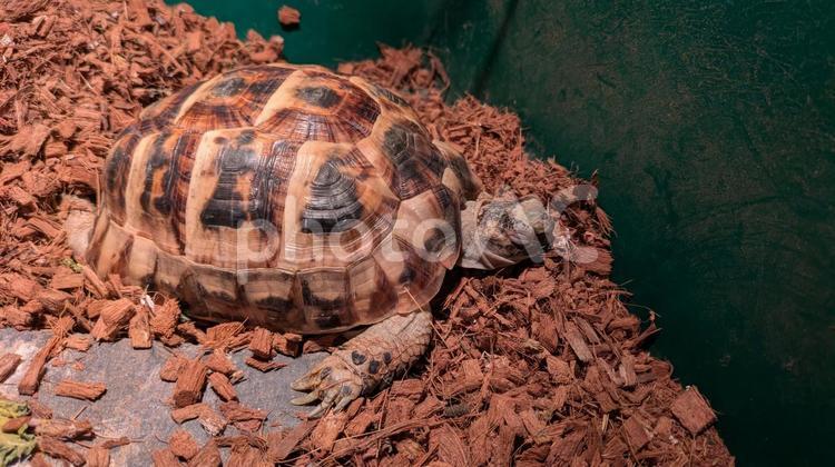 眠っているギリシャリクガメ ギリシャリクガメ,リクガメ,亀の写真素材