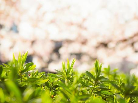 春の光を浴びる新芽 春の光を浴びる新芽 新芽,春,植物の写真素材