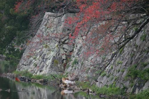 琵琶湖に繋がる水路 水路,堀,橋の写真素材