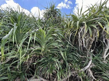アダン 南国 植物 亜熱帯 青空 沖縄 アダン 南国 植物 亜熱帯 青空 沖縄 風景,景色,自然の写真素材