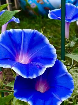 青いアサガオの花 青いアサガオの花の写真