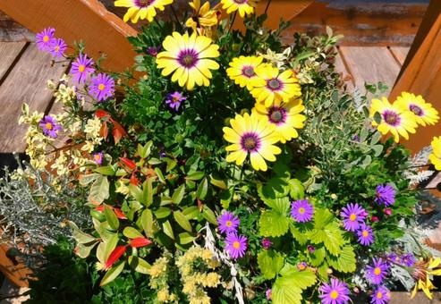 ガーデニングの写真