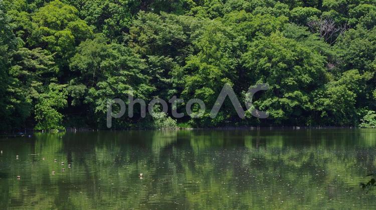 石神井公園内の池 石神井公園,池,風景の写真素材