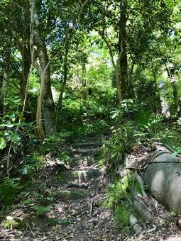 森の中の道 森の中の道 森林,森,林の写真素材