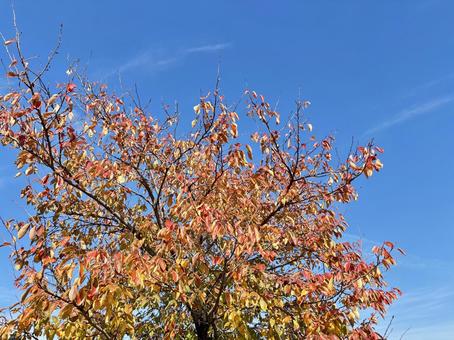 秋晴れと紅葉 赤,屋外,鮮やかの写真素材