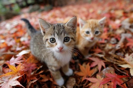 落ち葉の上を歩く2匹の子猫 落ち葉の上を歩く2匹の子猫の写真