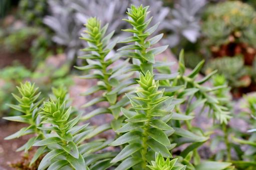 クラッスラ クラッスラ クラッスラ,多肉植物,緑の写真素材