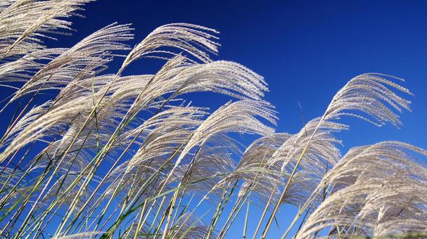 ススキ-89 ススキ,なびく,青空の写真素材