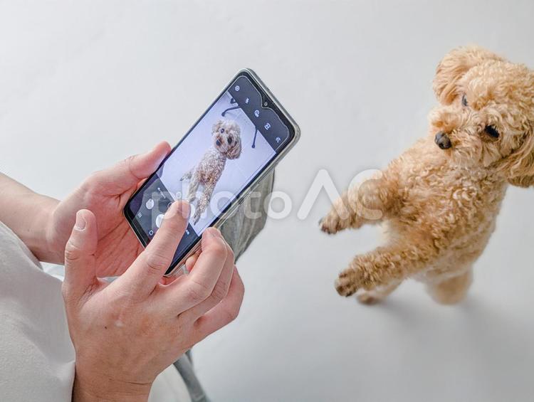 犬の写真を撮る男性 犬,写真,写真撮影の写真素材