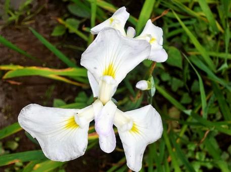 梅雨空に映える鮮やかな花菖蒲 梅雨空に映える鮮やかな花菖蒲の写真