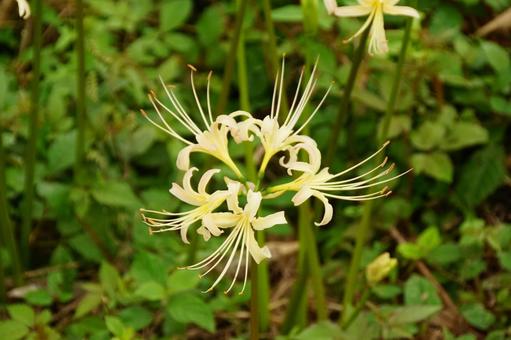 白いヒガンバナの写真