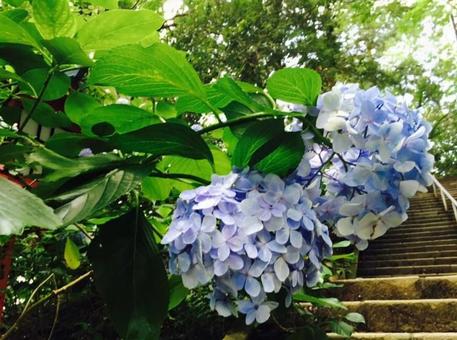 アジサイの写真
