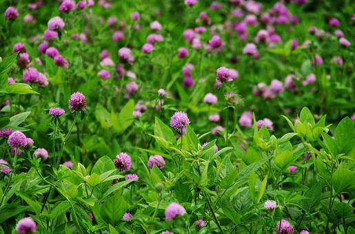 アカツメクサの森 アカツメクサの森 アカツメクサ,ムラサキツメクサ,赤クローバーの写真素材