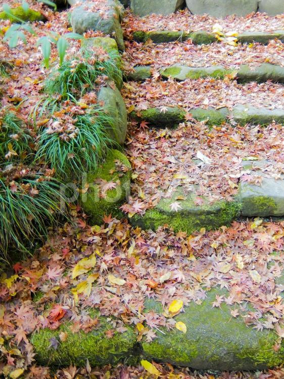 石段もみじ 紅葉,もみじ,楓の写真素材