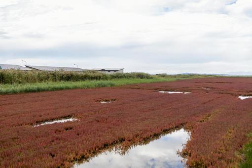 真っ赤に染まった網走のサンゴ草 真っ赤に染まった網走のサンゴ草 卯原内サンゴ草群落地,能取湖,サンゴ草の写真素材