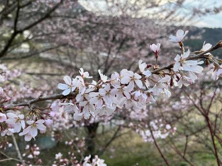 ピンクの花 ピンクの花の写真