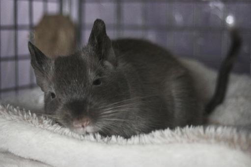 うとうとデグー2 うとうとデグー2 デグー,エキゾチックアニマル,小動物の写真素材
