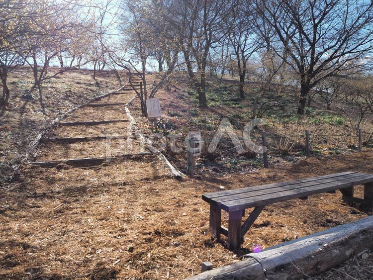 ロウバイの郷こもち　群馬県渋川市 群馬のロウバイ,ロウバイ,群馬県の写真素材